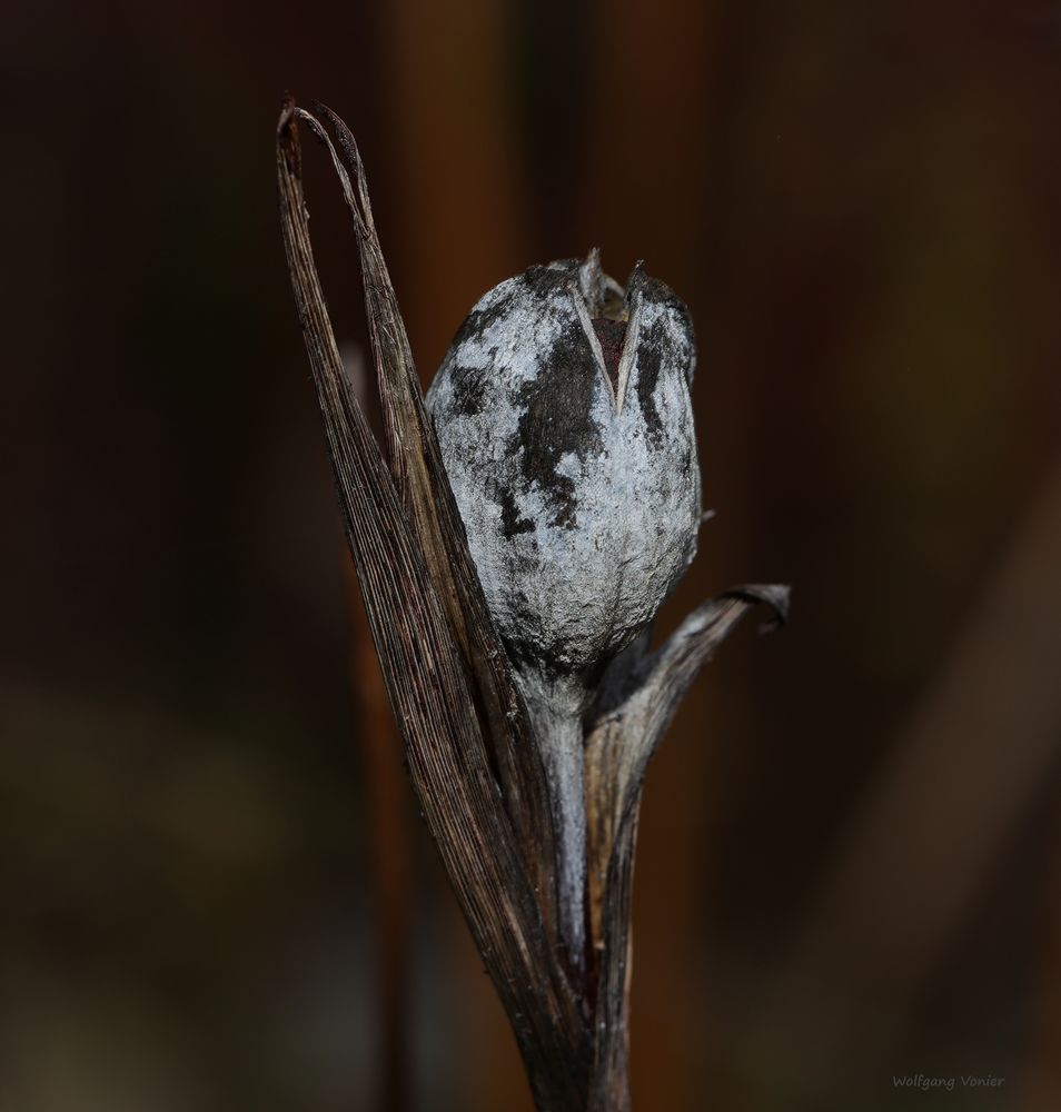 Samenkapsel einer Iris 