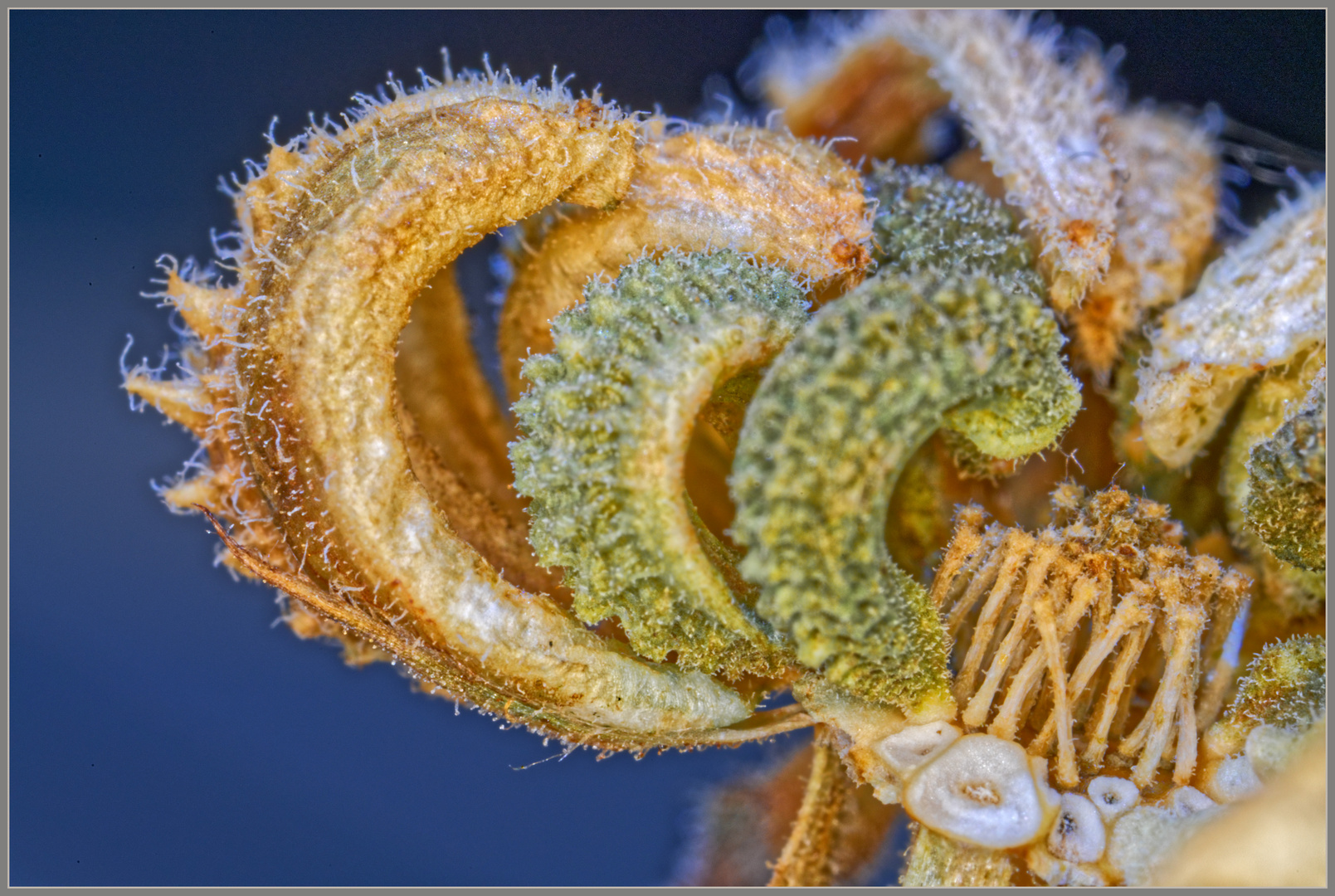 Samenkapsel einer Ringelblume