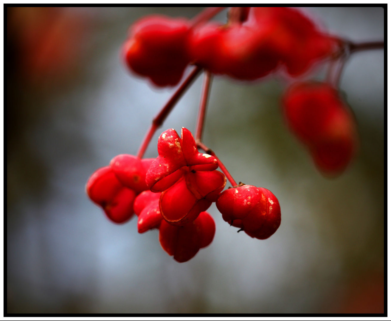 Samenkapsel-Herbstleuchten