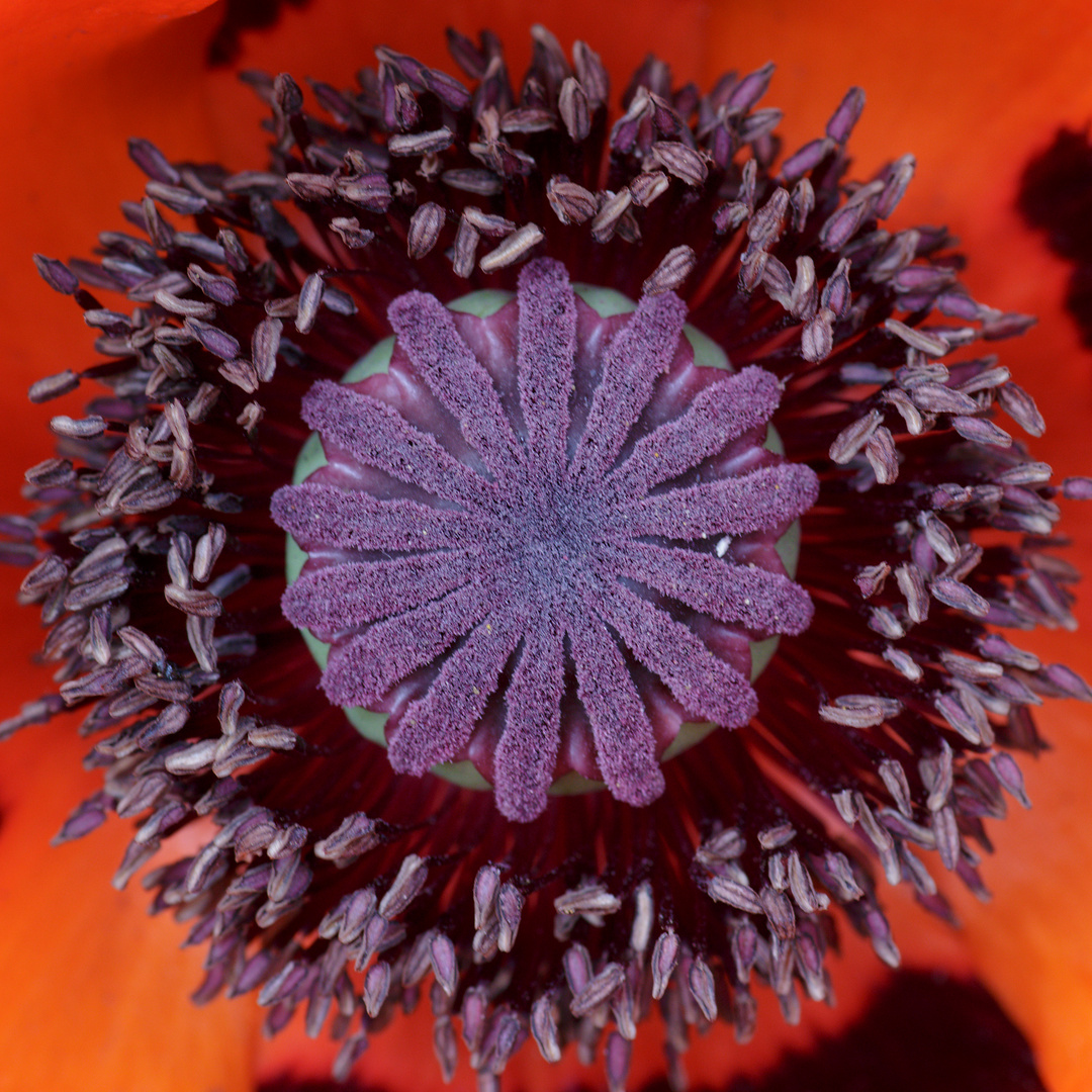 Samenkapsel Islandmohn