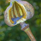 Samenkapsel, Türkischer Riesenmohn