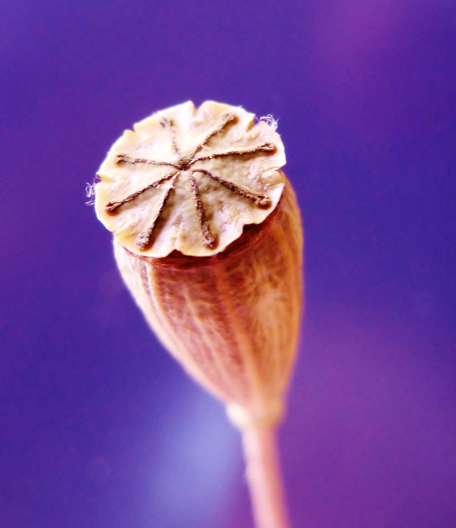 Samenkapsel vom Mohn