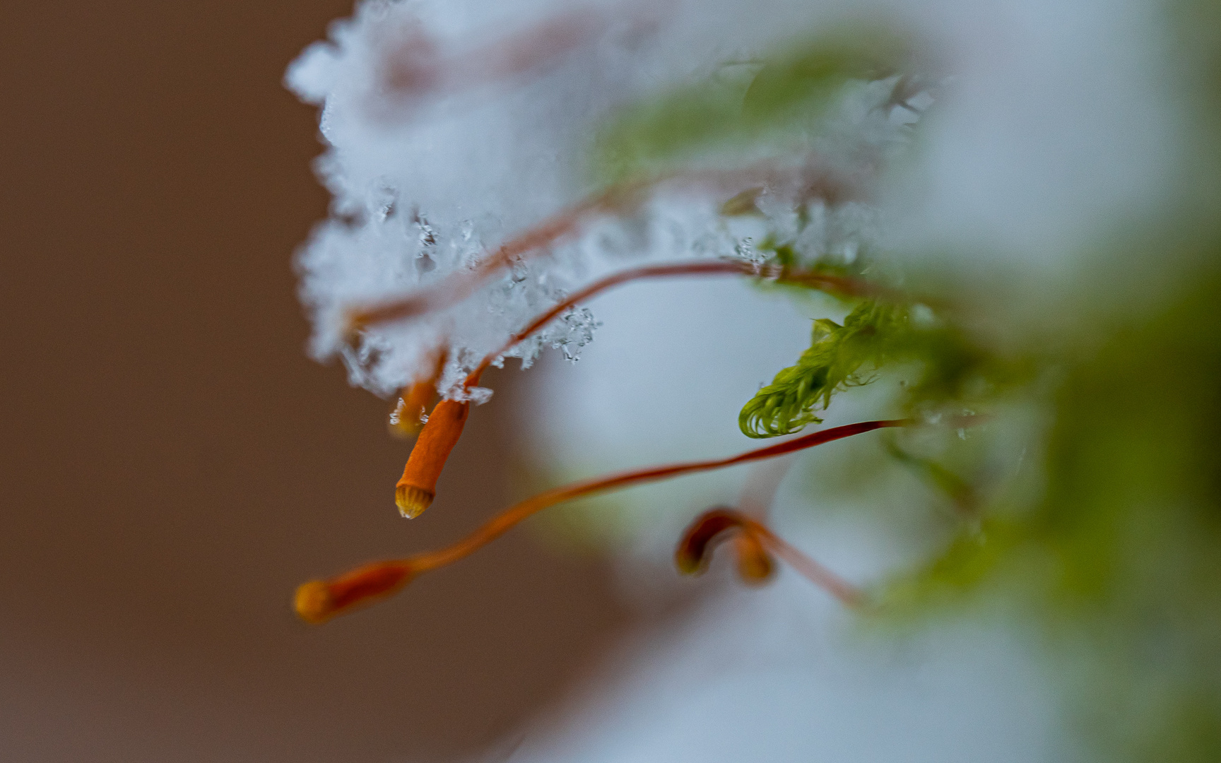  Samenkapsel von Moos an einem Baumstamm mit Schnee