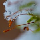  Samenkapsel von Moos an einem Baumstamm mit Schnee