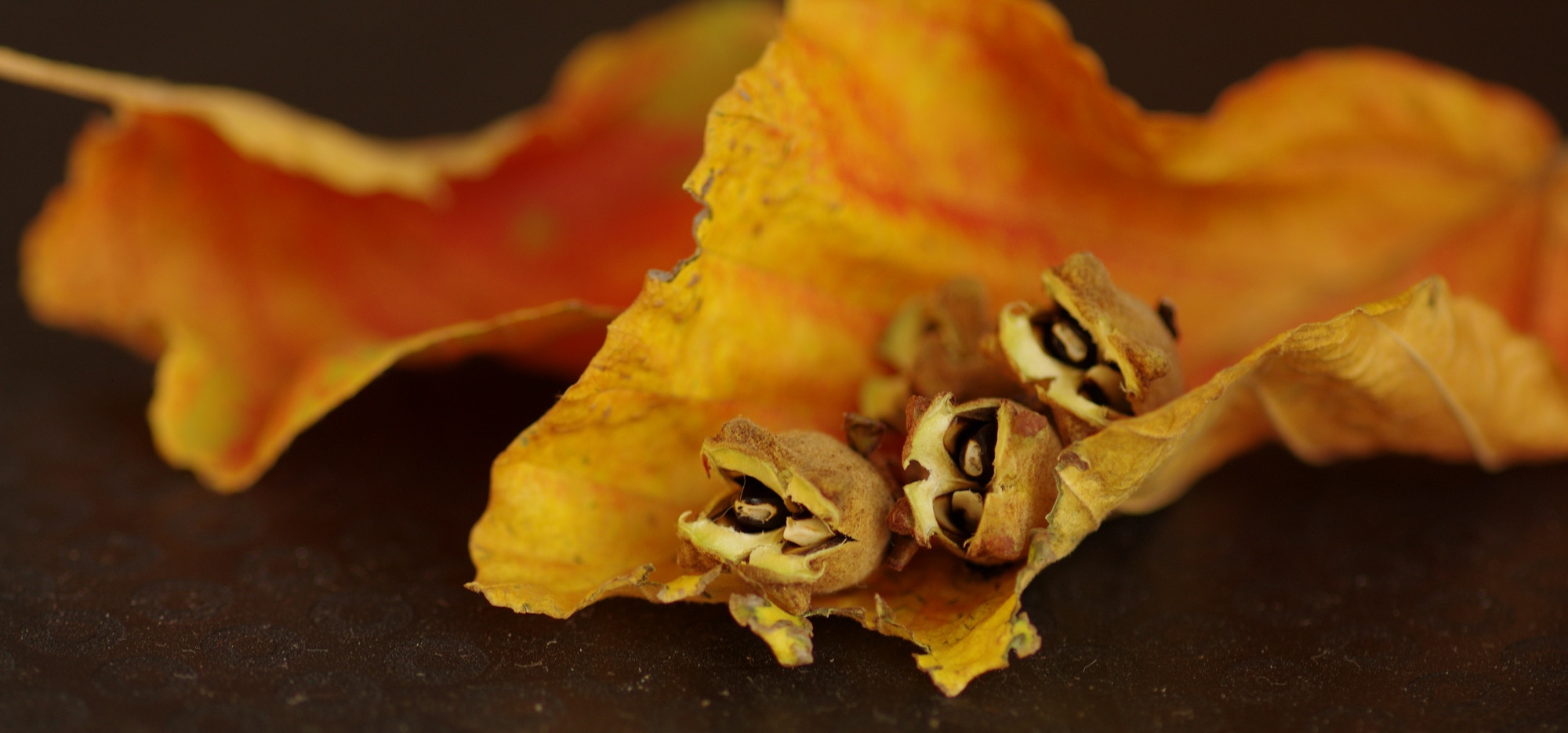 Samenkapseln der Zaubernuss /Hamamelis