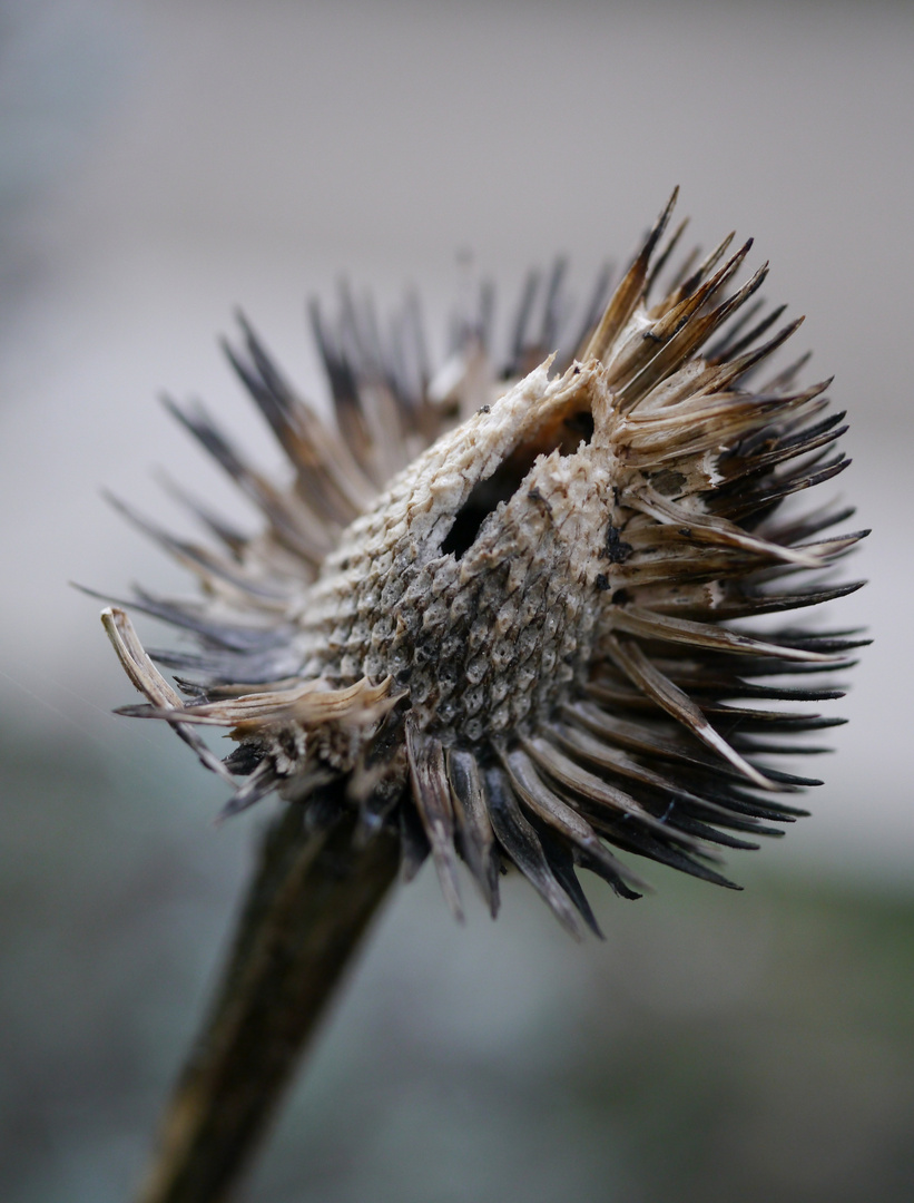 Samenkapseln in der Flora 1