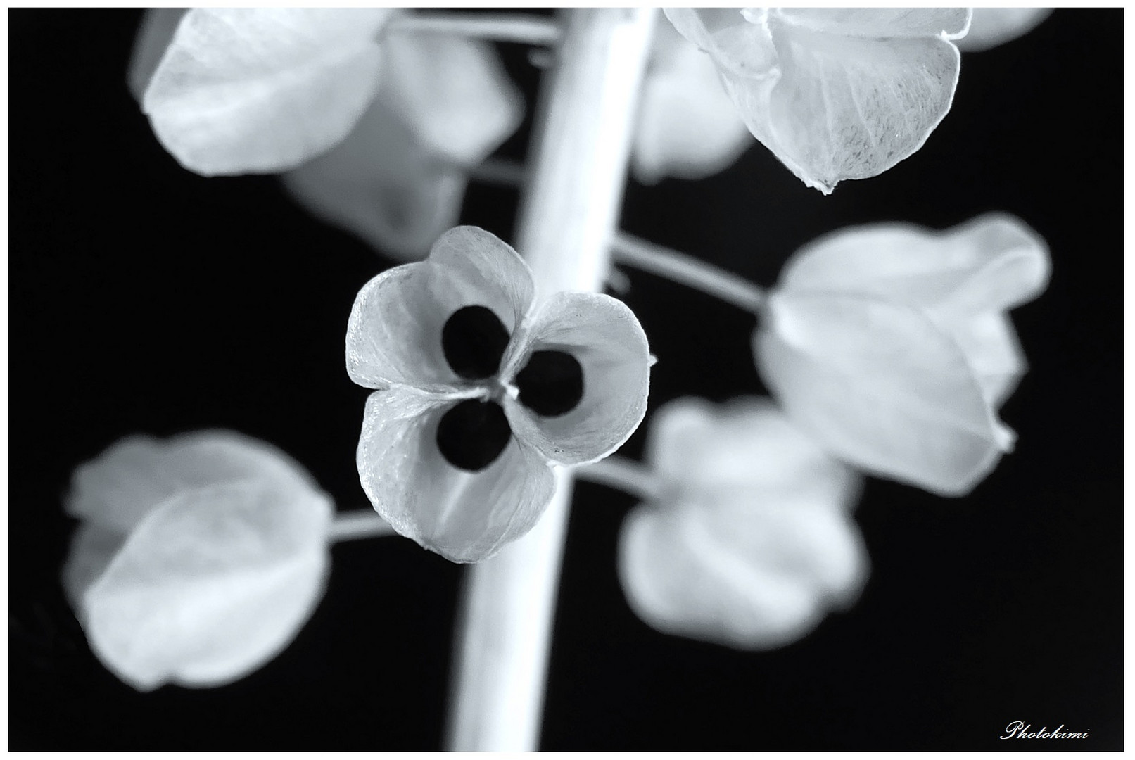 Samenschoten der Muscari