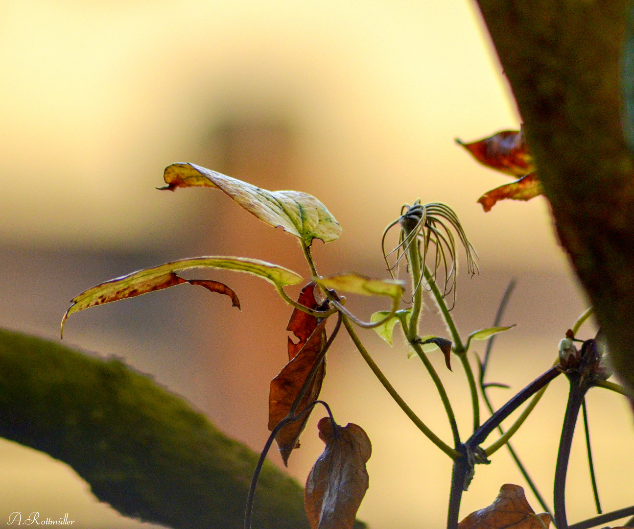 Samenstände einer Clematis!