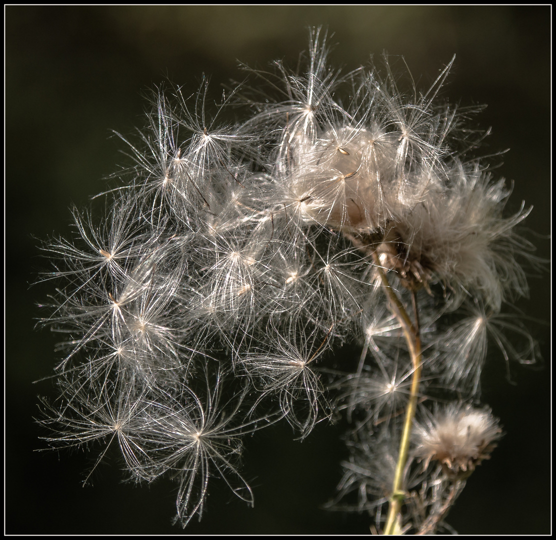 Samenstände im Sonnenlicht