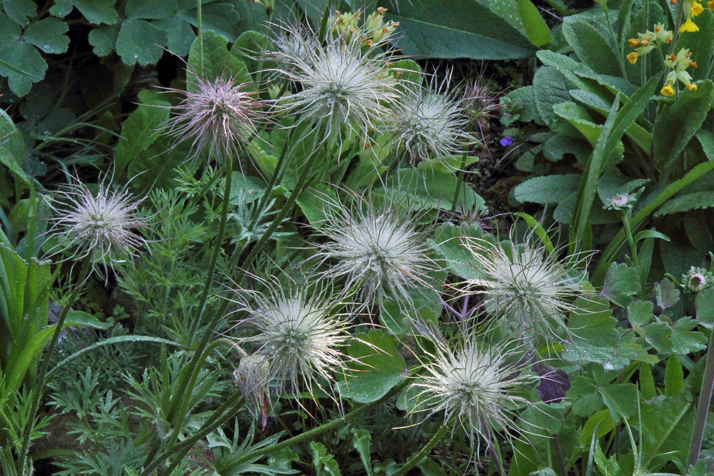 Samenstände von Pulsatilla styriaca