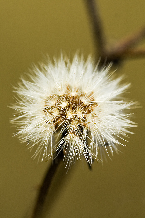 Samenstand der Ackerdistel im Winterlicht