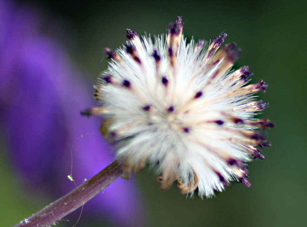 Samenstand der Blauen Senetti