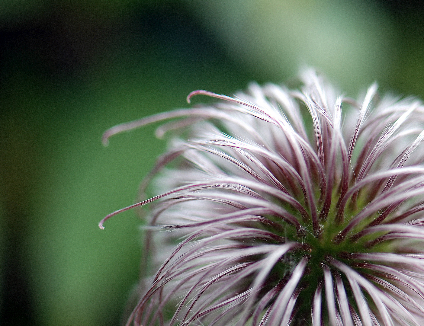 Samenstand der Clematis