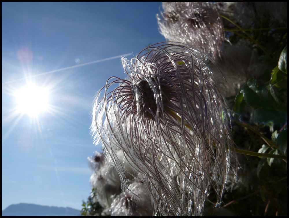 Samenstand der gelben Clematis