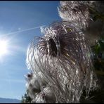 Samenstand der gelben Clematis