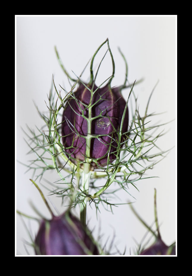 Samenstand der "Jungfer im Grünen" (Nigella damascena)