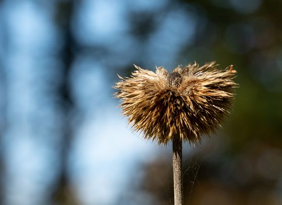 Samenstand der Kugeldistel