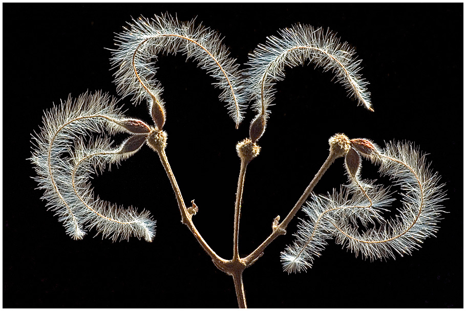 Samenstand der Waldrebe (Clematis vitalba)