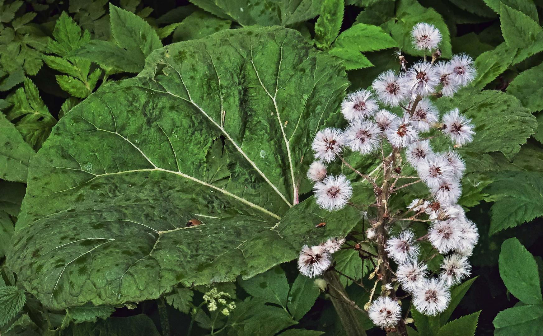 Samenstand der Weißen Pestwurz (Petasites albus) Foto ...