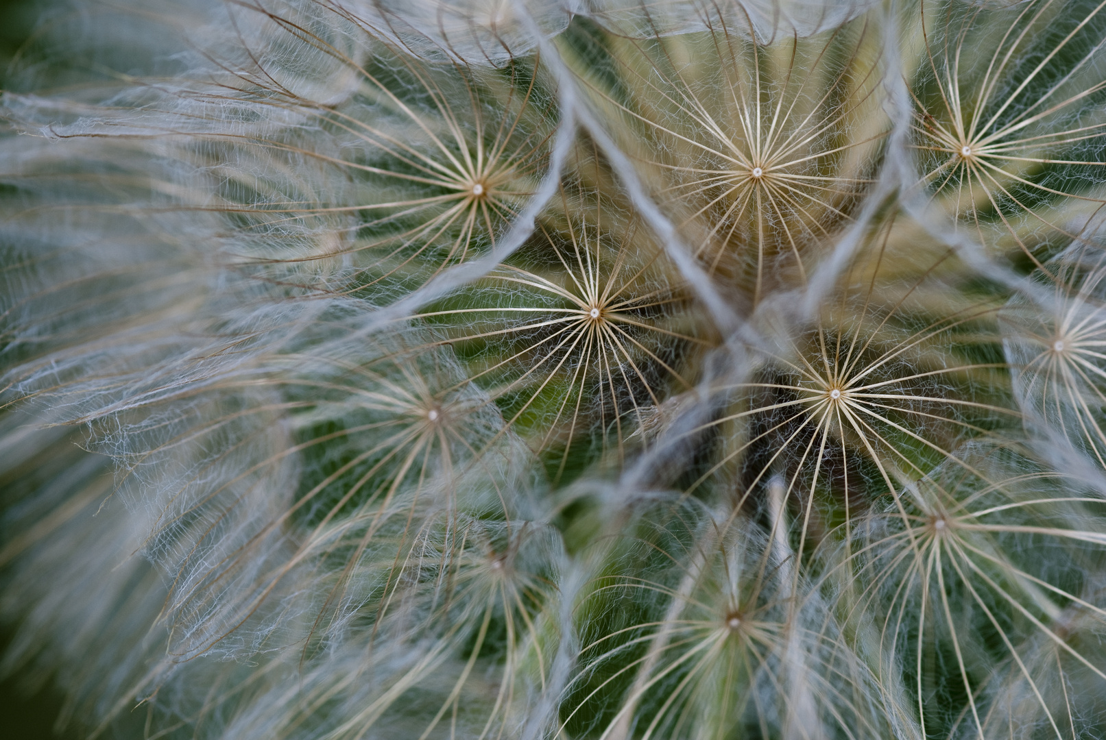 Samenstand des Bocksbart (Tragopogon spec.)