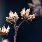 Samenstand des Gartenhibiskus