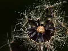 Samenstand des Wald-Habichtskrauts (Hieracium sylvaticum) - eine kleine "Pusteblume"