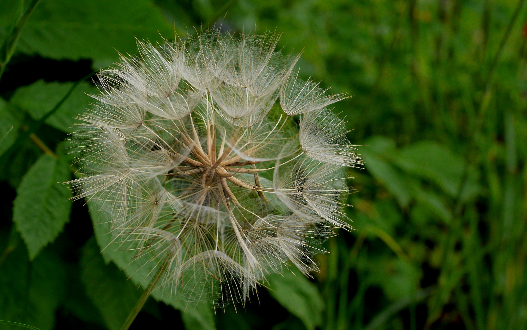 Samenstand des Wiesen-Bocksbart (Tragopogon pratensis)...