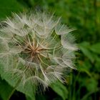 Samenstand des Wiesen-Bocksbart (Tragopogon pratensis)...