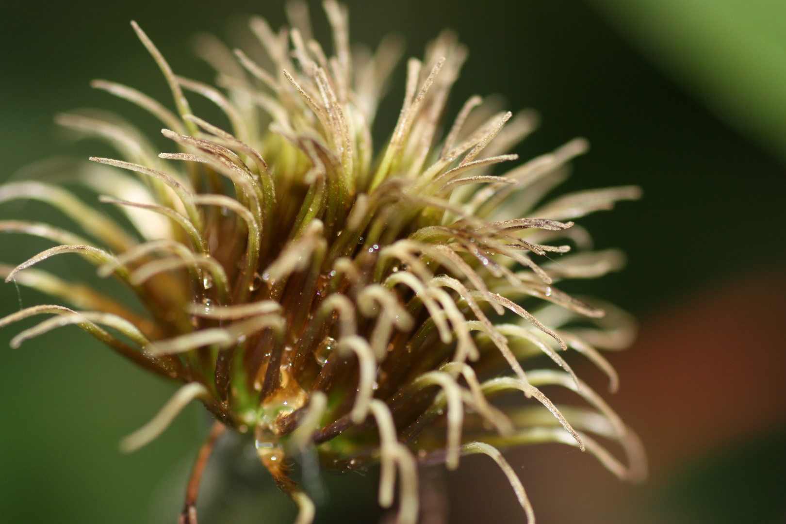 Samenstand einer Clematis