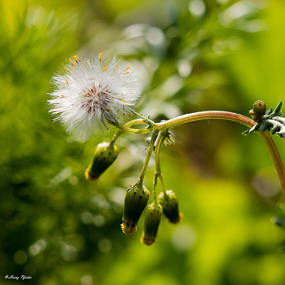 Samenstand einer Gänsedistel  "Pusteblume"