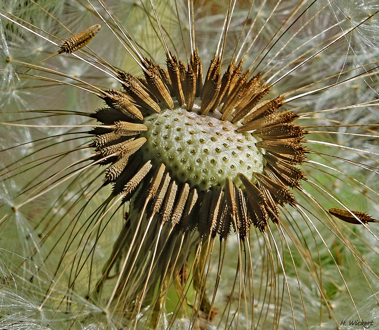 Samenstand einer Pusteblume