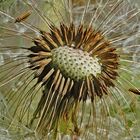 Samenstand einer Pusteblume