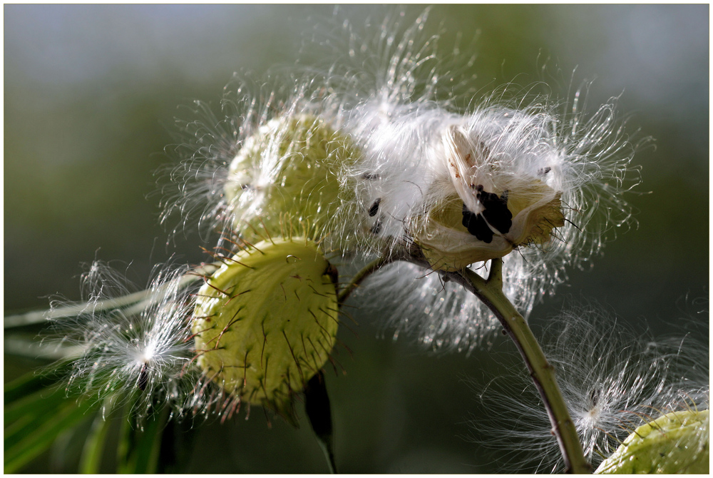 Samenstand einer Wiesenpflanze....