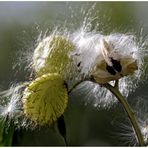 Samenstand einer Wiesenpflanze....