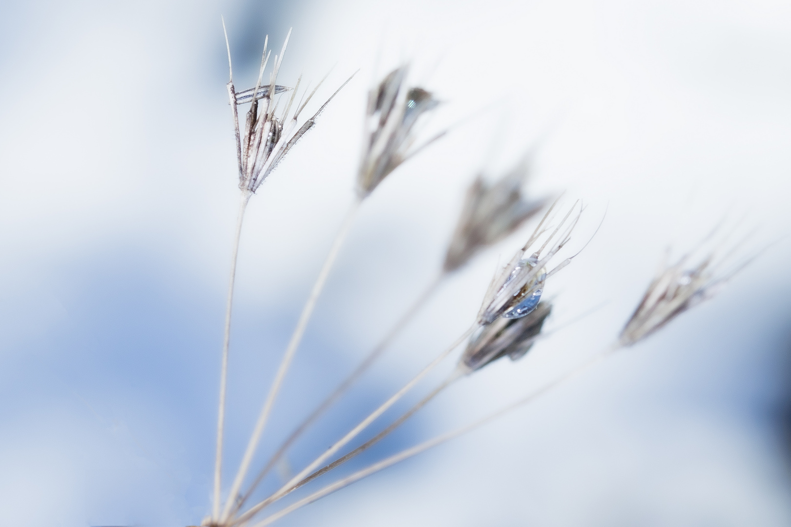 Samenstand im Frost