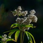 Samenstand im Herbstlicht