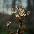 Samenstand im Herbstwald