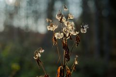 Samenstand im Herbstwald