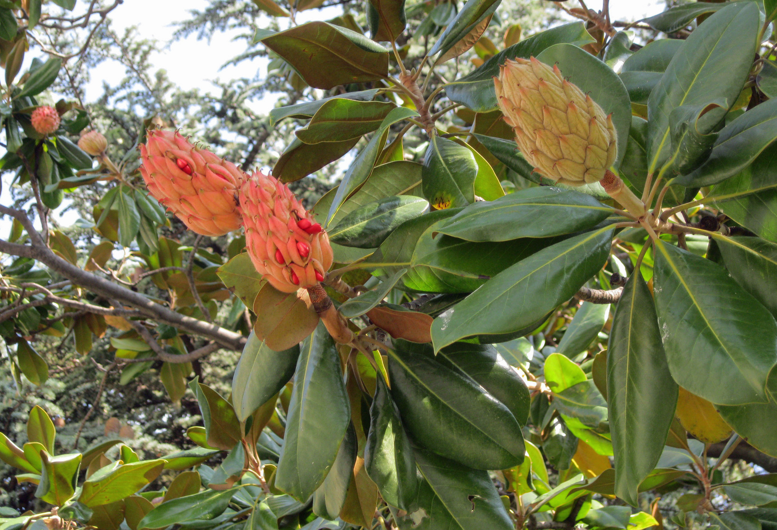 Samenstand-Magnolia grandiflora