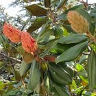 Samenstand-Magnolia grandiflora