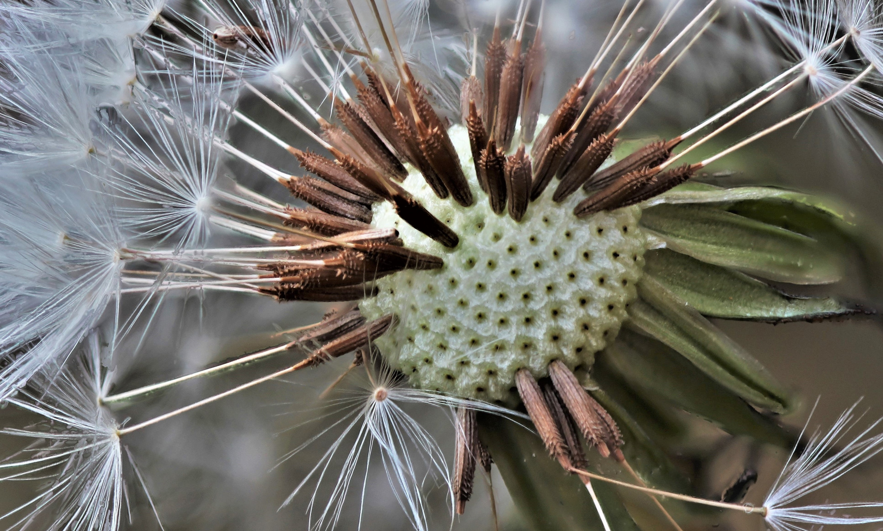 Samenstand Pusteblume