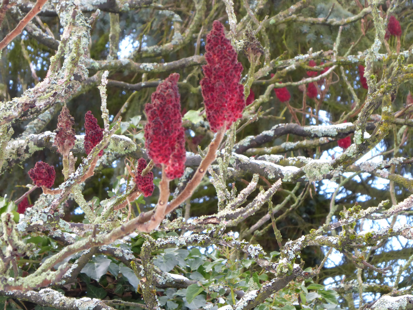 Samenstand vom Essigbaum