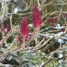 Samenstand vom Essigbaum