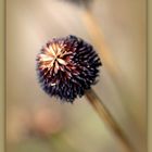 ....Samenstand vom - Gelben Sonnenhut -  im Herbst.......