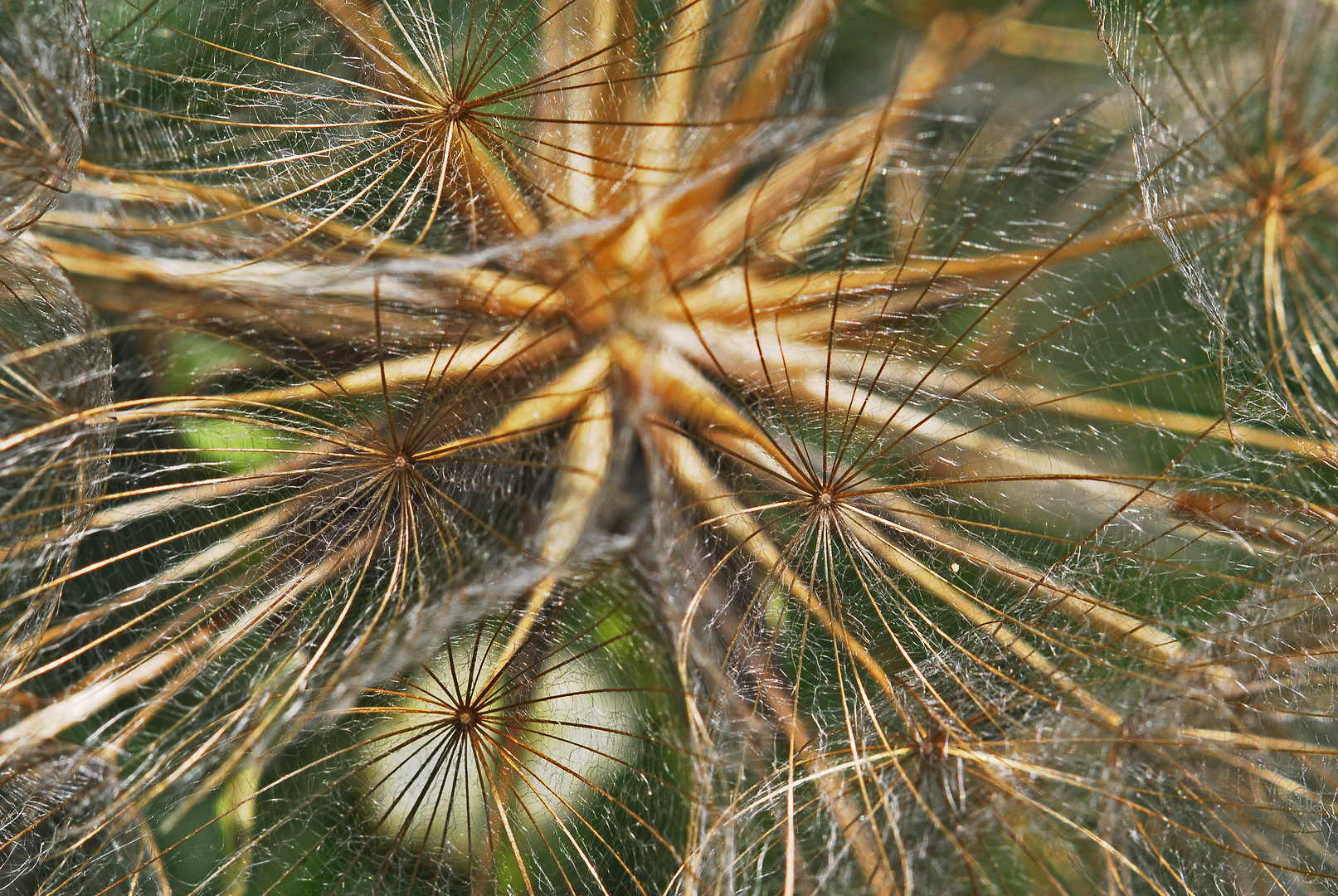 Samenverwehschirmchen des Bocksbartes