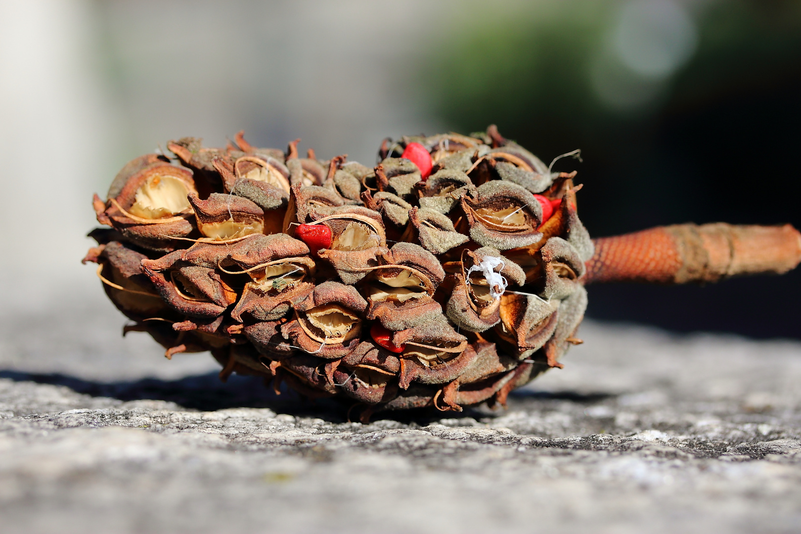 Samenzapfen des gr. grünen Magnolienbaumes...