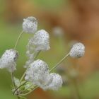 Samenzeit für Anemonen