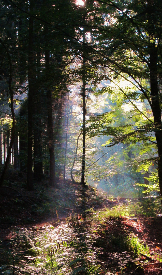 Samhain - oder magischer Herbstwald