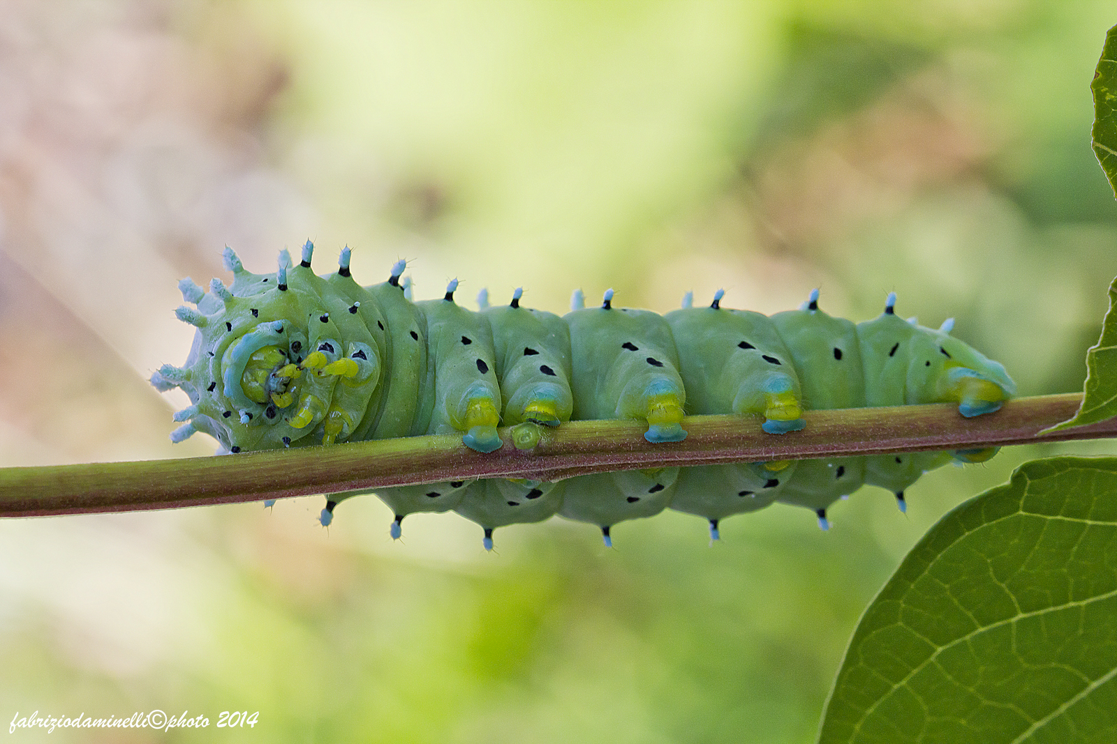 Samia cynthia caterpillar