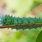 Samia cynthia caterpillar